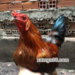 Vàng Siu mỹ 8 móng đen 1kg150 zin