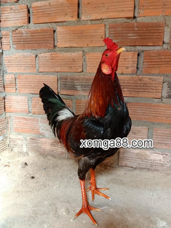 Gà Điều Siu Mỹ