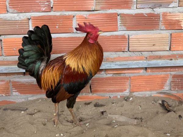 Bán gà Mỹ giá rẻ