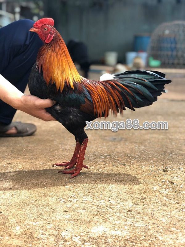 Điều asiu